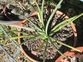 vignette Agave stricta nana ? Agave striata ?...