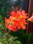 vignette clivia miniata