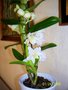 vignette dendrobium nobile