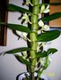 vignette dendrobium nobile