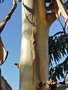 vignette Plaisance du touch - eucalyptus nitens (tronc)