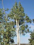 vignette Plaisance du touch - eucalyptus dalrympleana