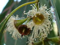 vignette Plaisance du touch - eucalyptus dalrympleana (fleur)