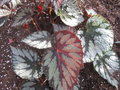 vignette Begonia longipila x bali