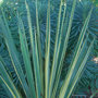 vignette Yucca filamentosa 'Bright Edge' devant Euphorbia characias 'Black Pearl'
