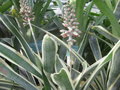 vignette Aechmea coelestis albomarginata