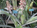 vignette Aechmea coelestis