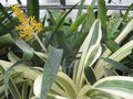 vignette Aechmea caudata variegata