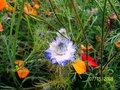 vignette nigelle de damas