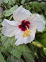 vignette Hibiscus blanc coeur rouge