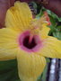 vignette Hibiscus jaune coeur rouge