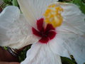 vignette Hibiscus blanc coeur rouge