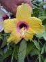 vignette Hibiscus jaune coeur rouge