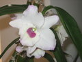 vignette Dendrobium nobile blanc coeur pourpre