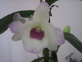 vignette Dendrobium nobile blanc coeur pourpre