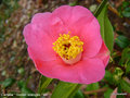 vignette Camélia ' Golden Spangles ' camellia hybride williamsii