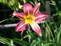 vignette Hmerocallis