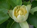 vignette Liriodendron tulipifera