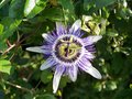 vignette Passiflora