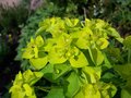 vignette Euphorbia pallustris