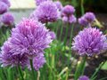 vignette Fleurs de ciboullette