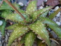 vignette Aloe jucunda