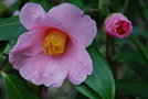 vignette Camellia japonica 'Magali'   (Roger Sander, B 1914)