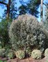 vignette Callistemon pallidus  / Myrtaceae  / Australie