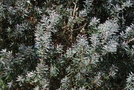 vignette Callistemon pallidus  / Myrtaceae  / Australie