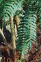 vignette Mahonia lomariifolia  / Berberidaceae  /  Yunnan