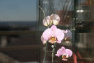 vignette phalaenopsis mauve