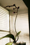 vignette phalaenopsis survivor en boutons
