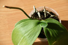 vignette phalaenopsis mini (blanche)