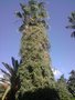 vignette Washingtonia