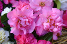vignette Camélia ' Mary Phoebe Taylor ' camellia hybride,  au centre