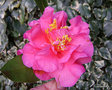 vignette Camélia ' Elegant Beauty ' camellia hybride,