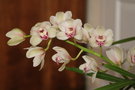 vignette Cymbidium sp. ? fleur 20070309