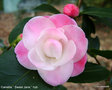 vignette Camélia ' Sweet Jane ' camellia hybride de transnokoensis
