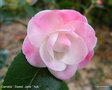 vignette Camélia ' Sweet Jane ' camellia hybride de transnokoensis ( champêtre )