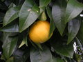 vignette Citrus sinensis 'Navelina'