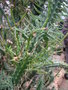 vignette Euphorbia clava