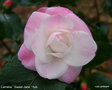 vignette Camélia ' Sweet Jane ' camellia hybride ( champêtre )