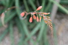 vignette Aloe perrieri