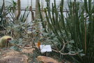 vignette Pachypodium rosulatum var. rosulatum