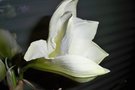 vignette amaryllis blanche