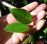 vignette Altingia gracilipes var. serrulata  / Hamamelidaceae  / Chine