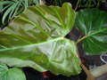 vignette Philodendron corsinianum