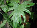 vignette Philodendron lacerum.