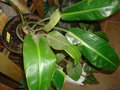 vignette Philodendron renauxii