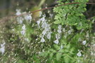 vignette Utricularia sp.